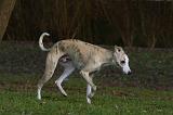 WHIPPET 404